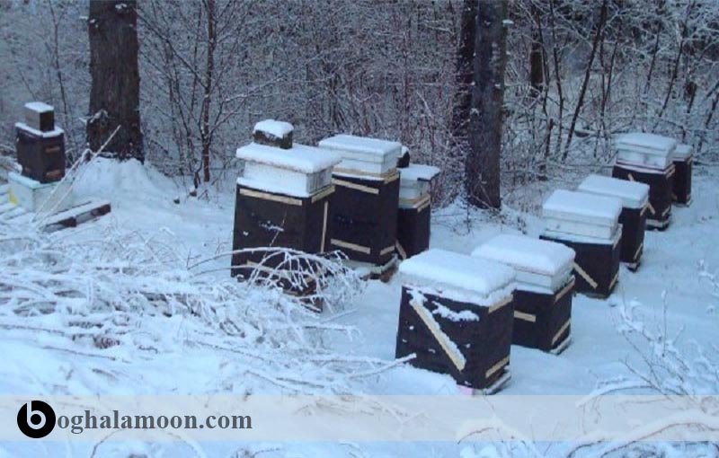اقدامات فصل زمستان زنبور عسل
