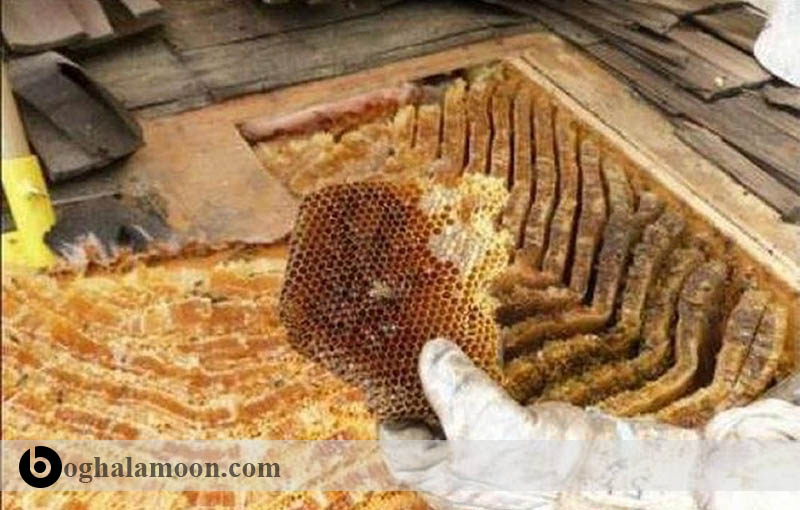 برداشت محصول عسل