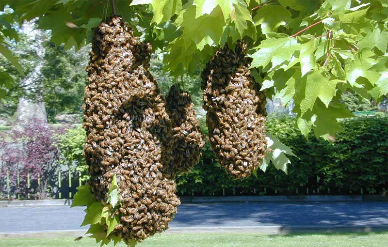 بچه کندو زنبور عسل