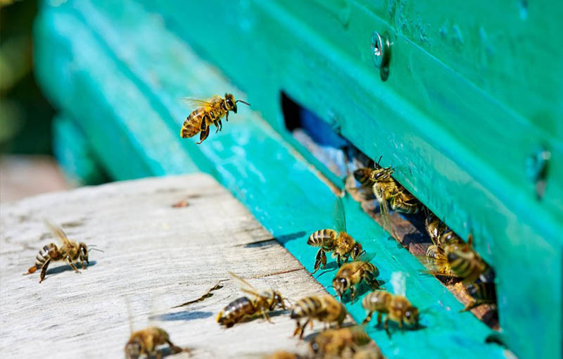 بیماری آمیبی زنبور عسل