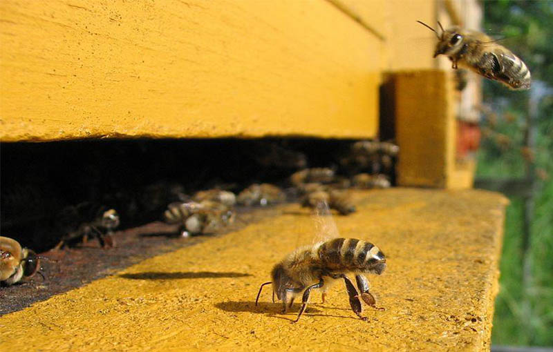 بیماری لارو سنگی زنبور عسل