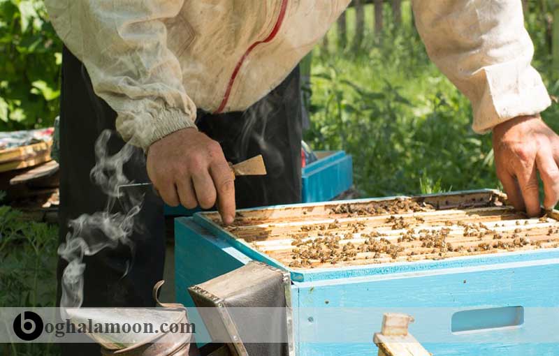 بیماریهای زنبور عسل:بیماری لوک آمریکایی