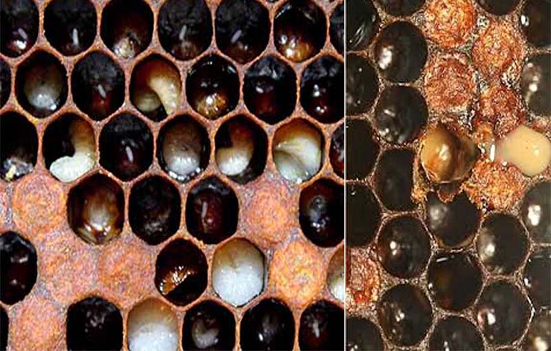 بیماری لوک اروپایی زنبور عسل