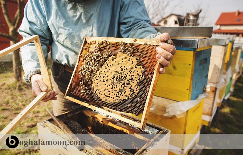 بیماریهای زنبور عسل:بیماری لوک اروپایی
