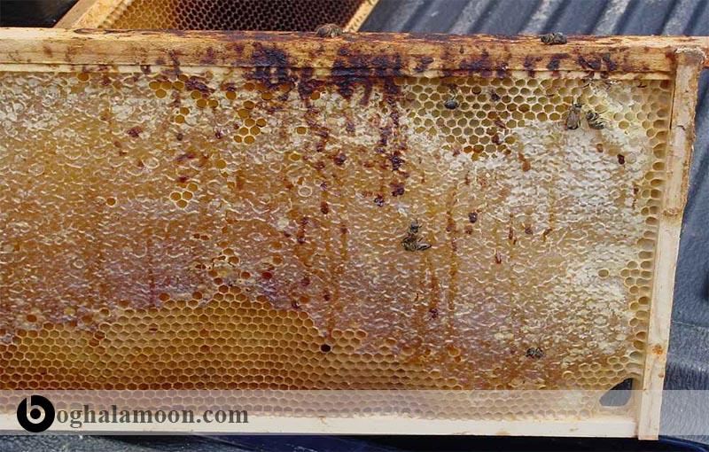 بیماریهای زنبور عسل:بیماری نوزما زنبور عسل