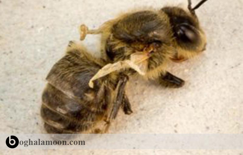 بیماریهای زنبور عسل:بیماری ویروسی بال­های تیره و کدر