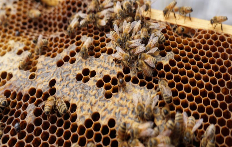 بیماری ویروسی بال­های تیره و کدر زنبور عسل