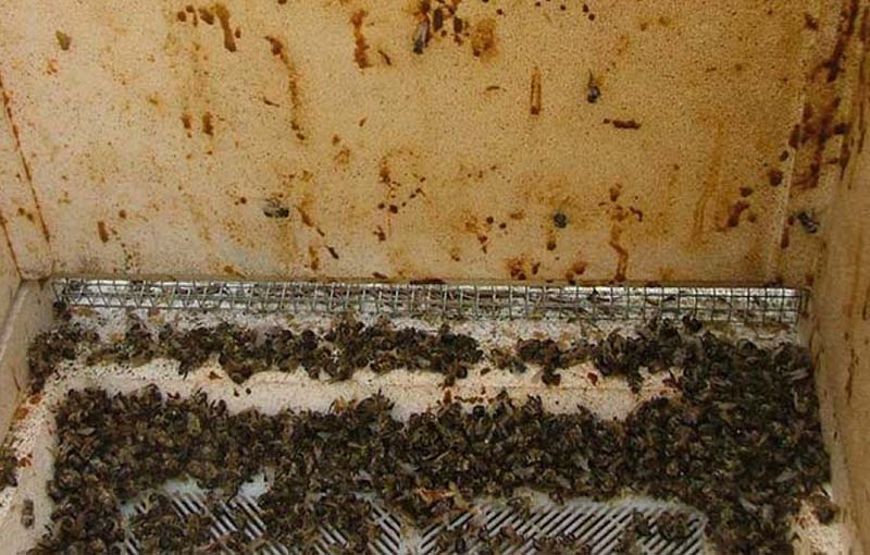 بیماری ویروسی لارو کیسه ­ای زنبور عسل