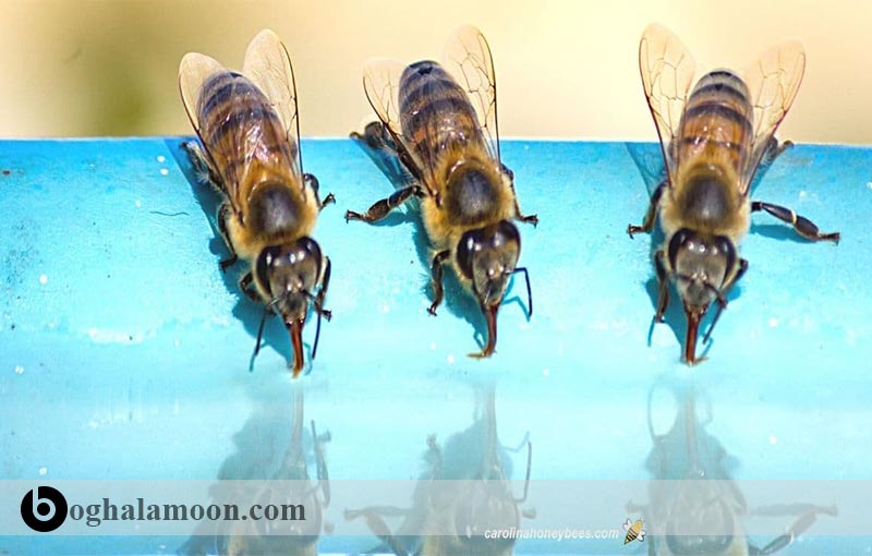 آشنایی با روشهای تأمین آب برای زنبور