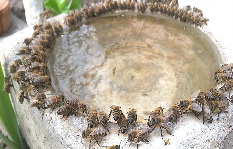تأمین آب برای زنبور