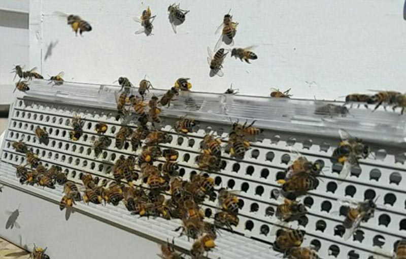 تله گرده ­گیر زنبور عسل دریچه یک طرفه زنبور عسل