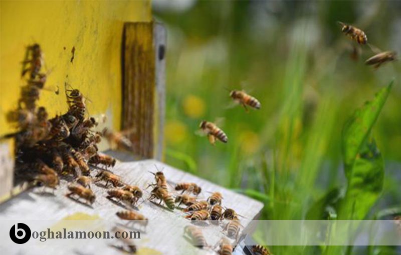 جابجا کردن و انتقال کلنی­های زنبور عسل