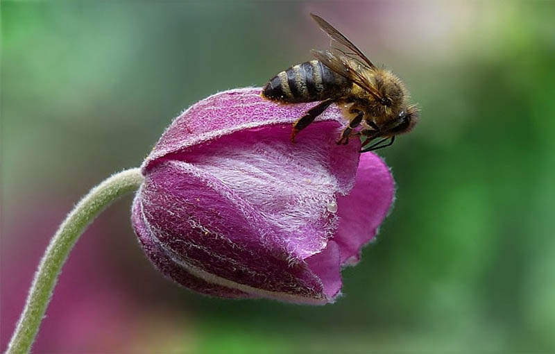 حس چشائی حواس زنبور عسل