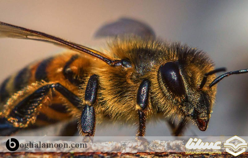 هر آنچه که در مورد حواس زنبور عسل باید بدانید