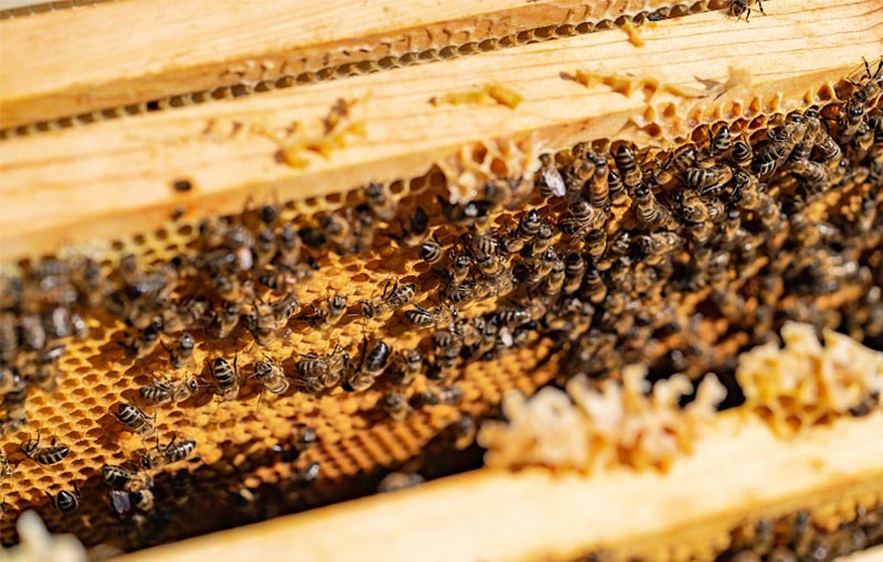 خالص سازی موم زنبور عسل سفید یا بی رنگ کردن موم