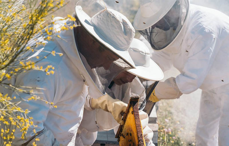 دستکش و لباس کار زنبور عسل