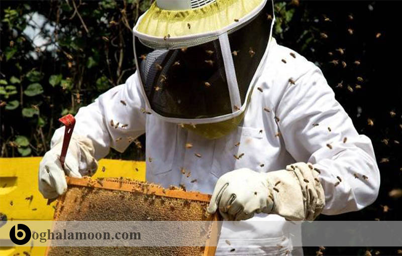 دستکش و لباس کار زنبور عسل