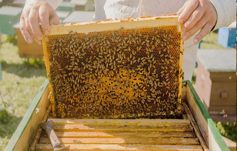 دستگاه اسکتراکتور زنبور عسل
