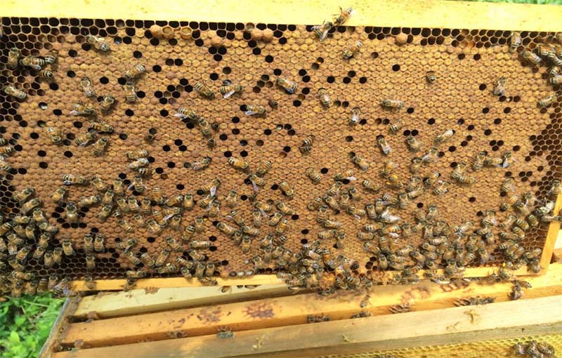 دستگاه انکوباتور زنبور عسل