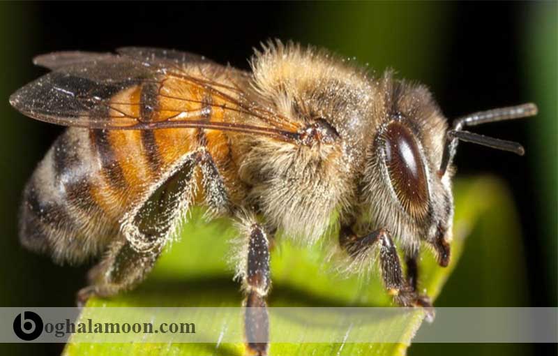 رفتار شناسی زنبور عسل