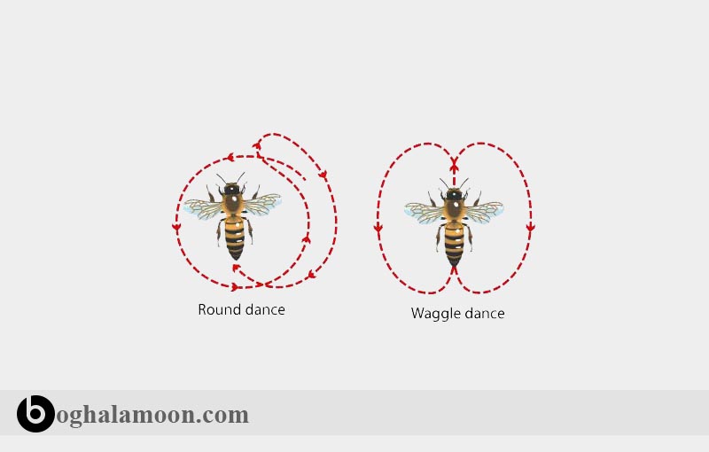 بررسی مکالمات زنبور عسل و رقص آنها