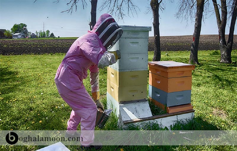 سیستم دو ملکه­ ای کلنی ­های زنبور عسل