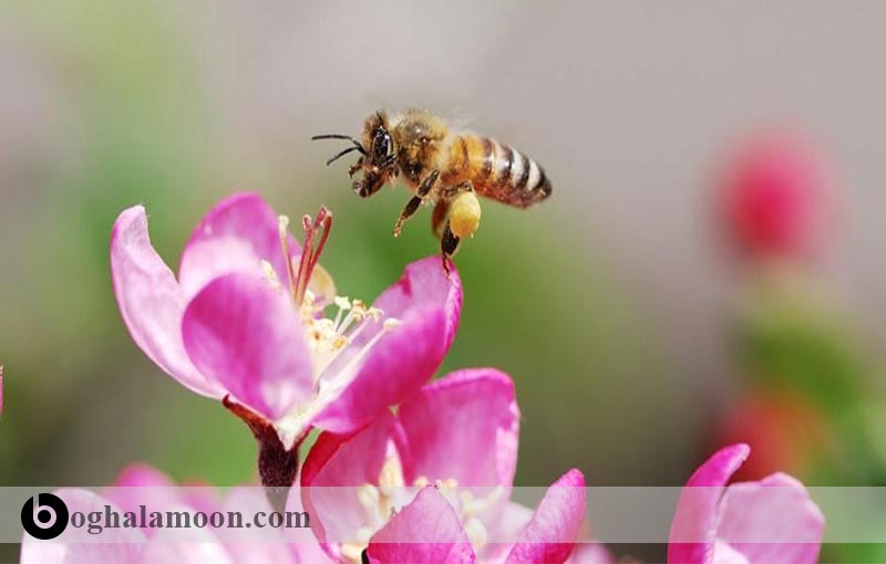 شهد گل و تبدیل آن به عسل