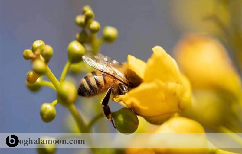 عوامل مؤثر گرده ­افشانی زنبور عسل