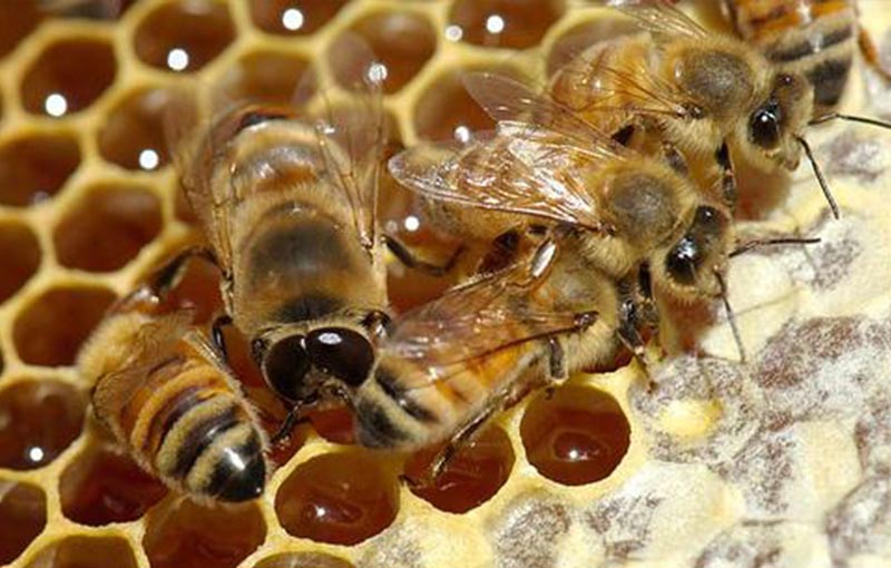 غارت و نحوه جلوگیری از آن در پرورش زنبور عسل