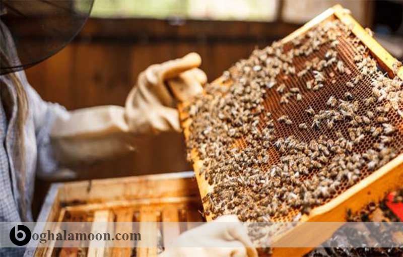 فعالیت­های زنبور عسل در داخل کندو دفاع از کندو