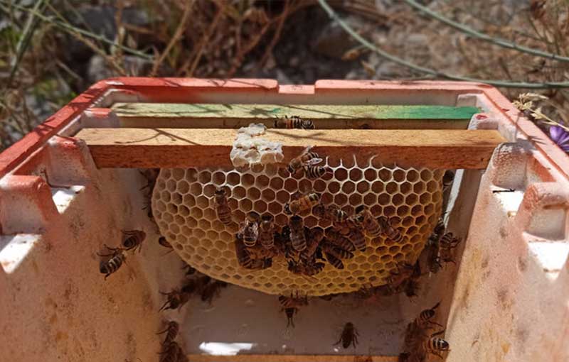 فعالیت­های زنبور عسل در داخل کندو