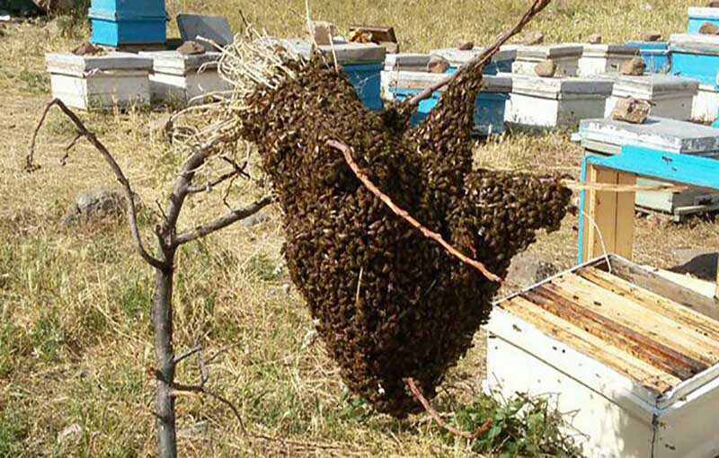 فعالیت­های زنبور عسل در رابطه با بچه دادن کندو