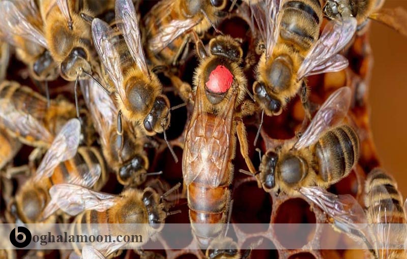 نحوه پیدا کردن ملکه زنبور عسل