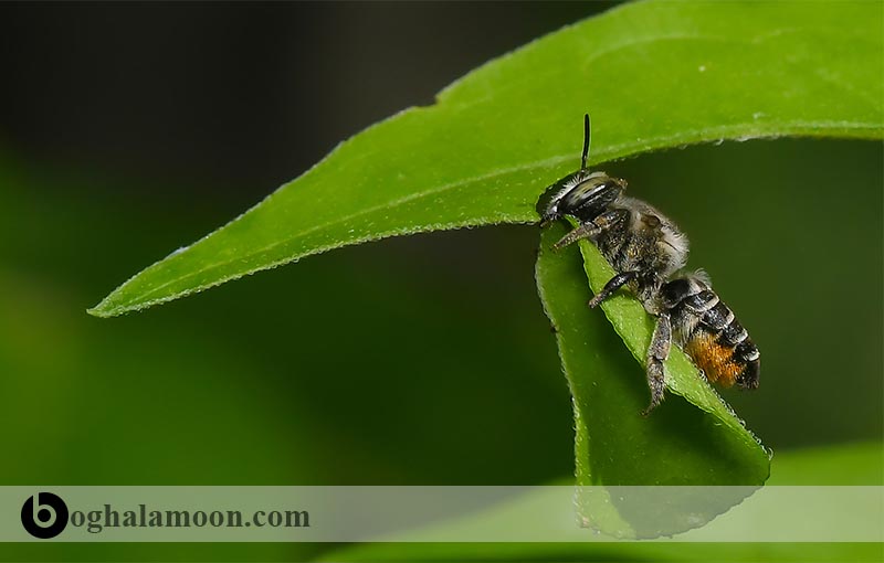 گرده ­افشانی گیاهان توسط زنبور عسل و سایر زنبورهای مهم گرده ­افشان