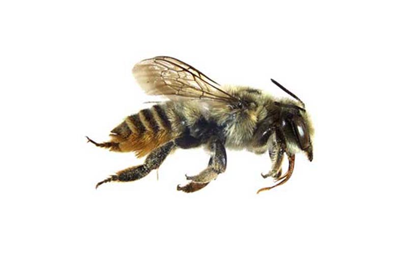 گرده ­افشانی گیاهان توسط زنبور عسل و سایر زنبورهای مهم گرده ­افشان
