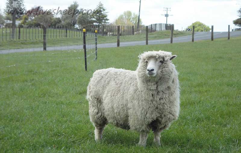 اصول طبقه بندی وشناسائی نژادهای گوسفند