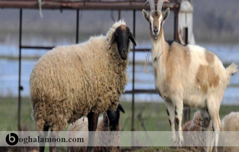 اصول طبقه بندی وشناسائی نژادهای گوسفند