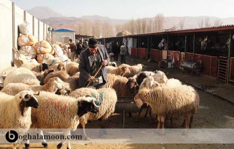 انواع جایگاه در روش­های سنتی گوسفندداری در ایران