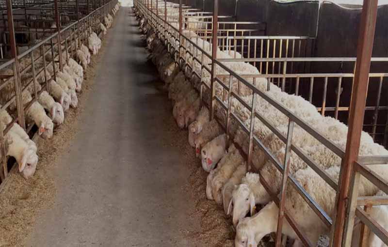 تجهیزات برای پرورش گوسفند - جایگاه بسته گوسفند