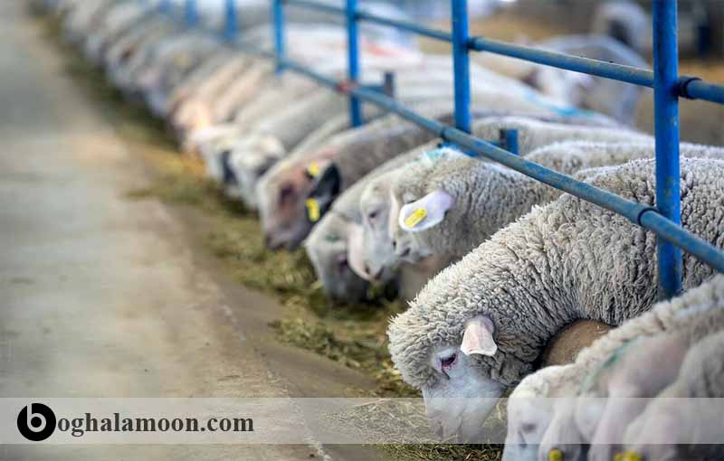 جایگاه باز در پرورش گوسفند