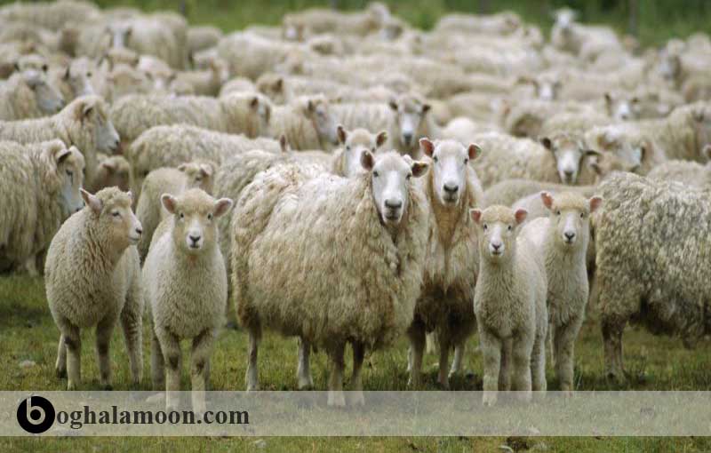 شناسائی صفات مطلوب ظاهری در گوسفندان