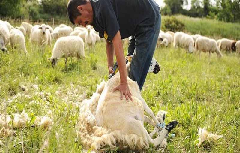 گوسفند ایرانی