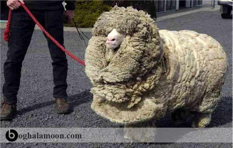 گوسفند با پشم ضخيم - گوسفند های لند سیه چهره