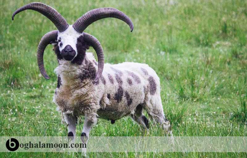 گوسفند رامبويه - گوسفند با پشم کاملاً ظریف
