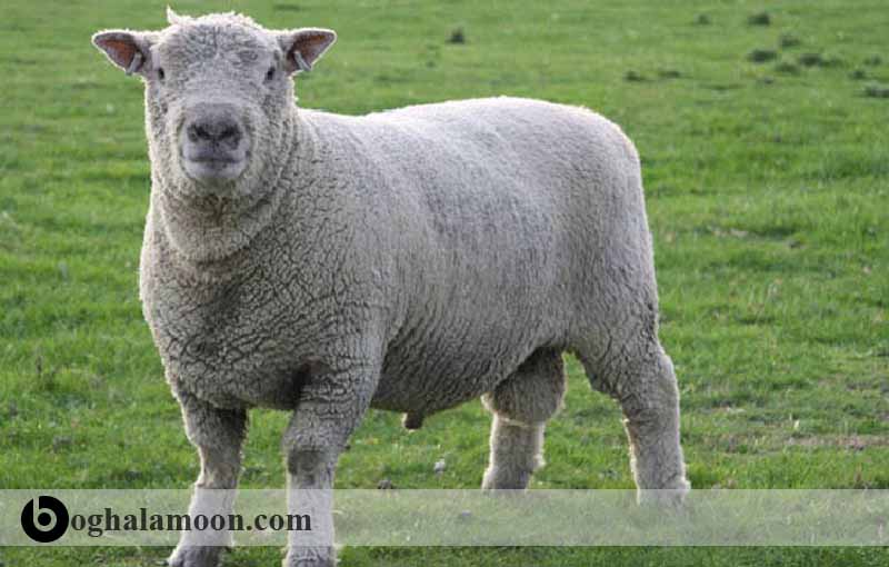 گوسفند سافوك - گوسفند با پشم نسبتاً ظریف - گوسفند دورست هورن