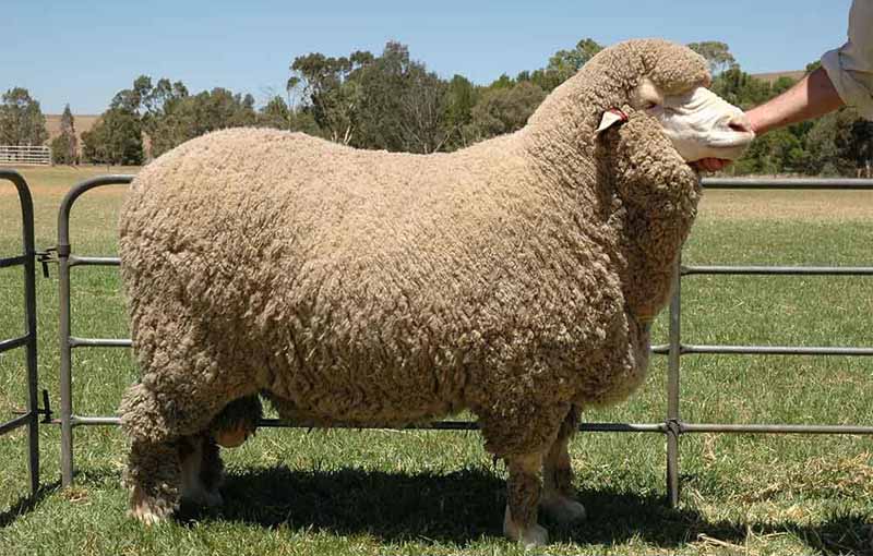 گوسفند مرينوس امریکایی