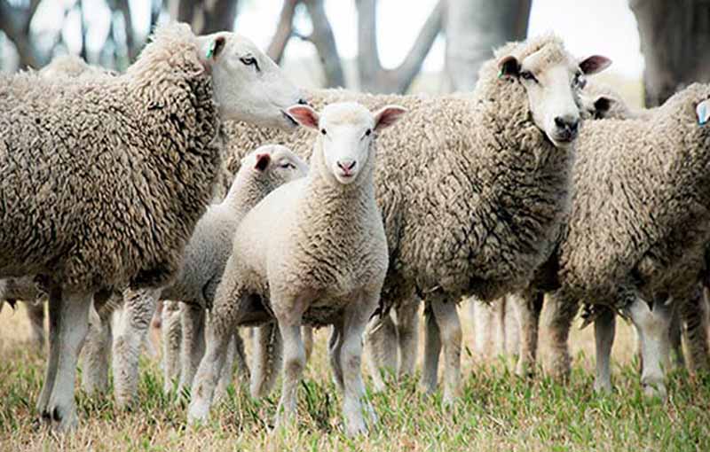 گوسفند کاریدال