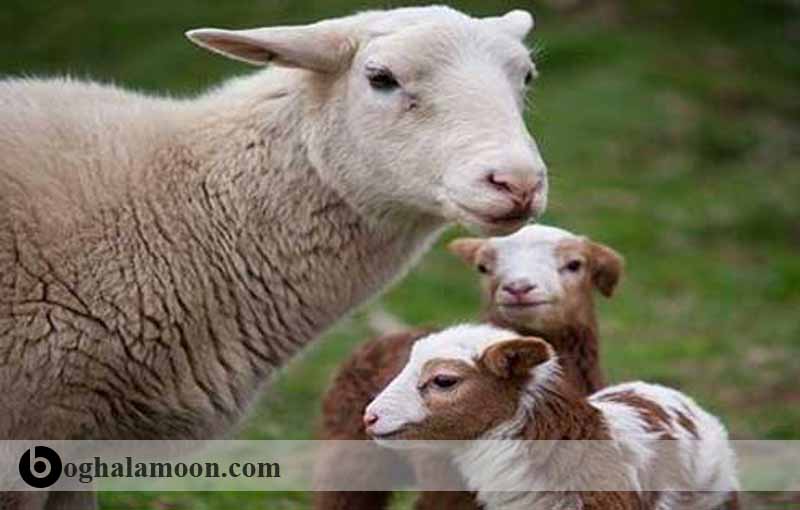 آبستنی در گوسفند تشخیص بارداری گوسفند