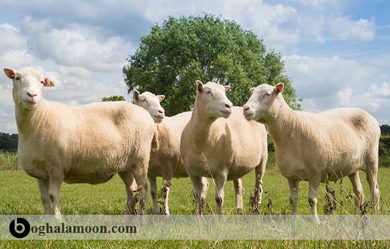 احتياجات غذائی گوسفند