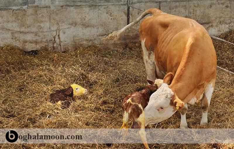 اطلاعاتی در مورد دوقلوزایی در گاوها